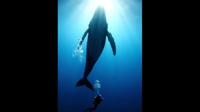 活着韩国 - 深蓝星球：探索海洋深处的未知世界
